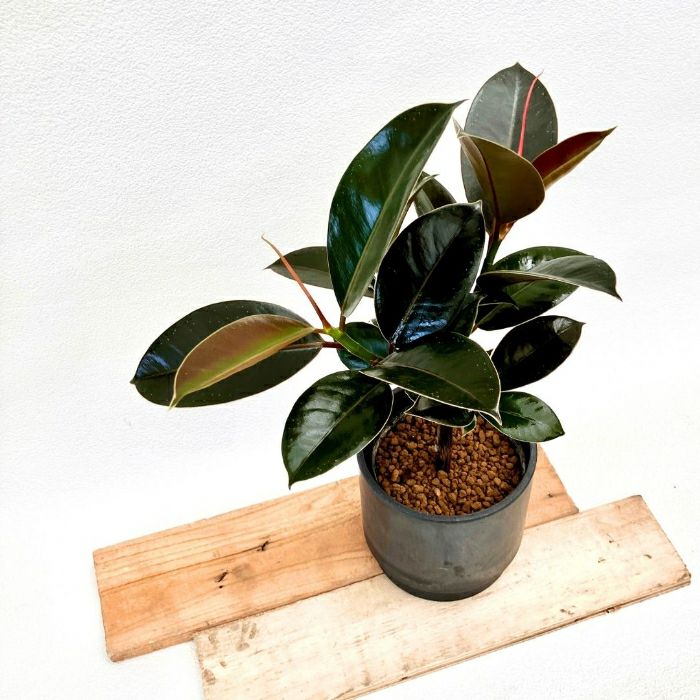 観葉植物現品販売