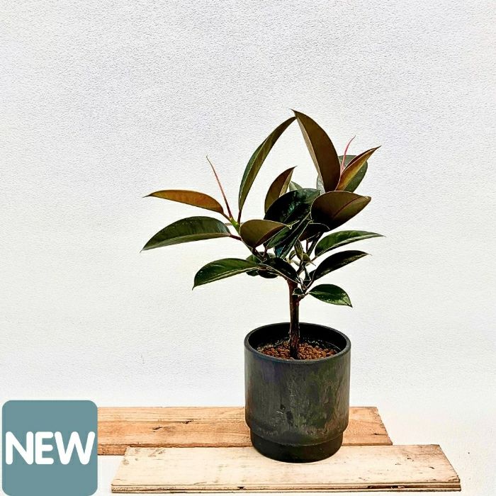 観葉植物現品販売