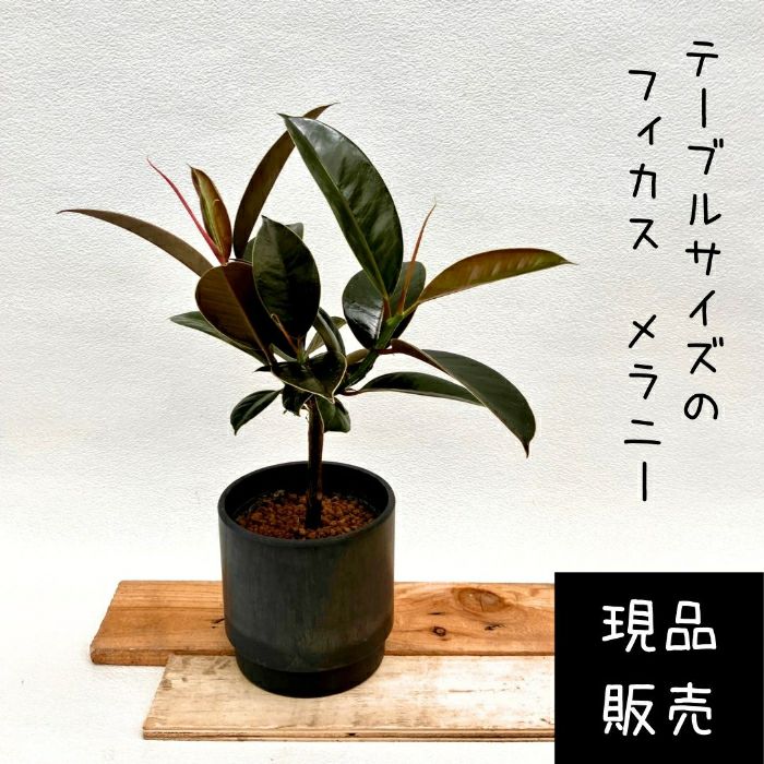観葉植物現品販売