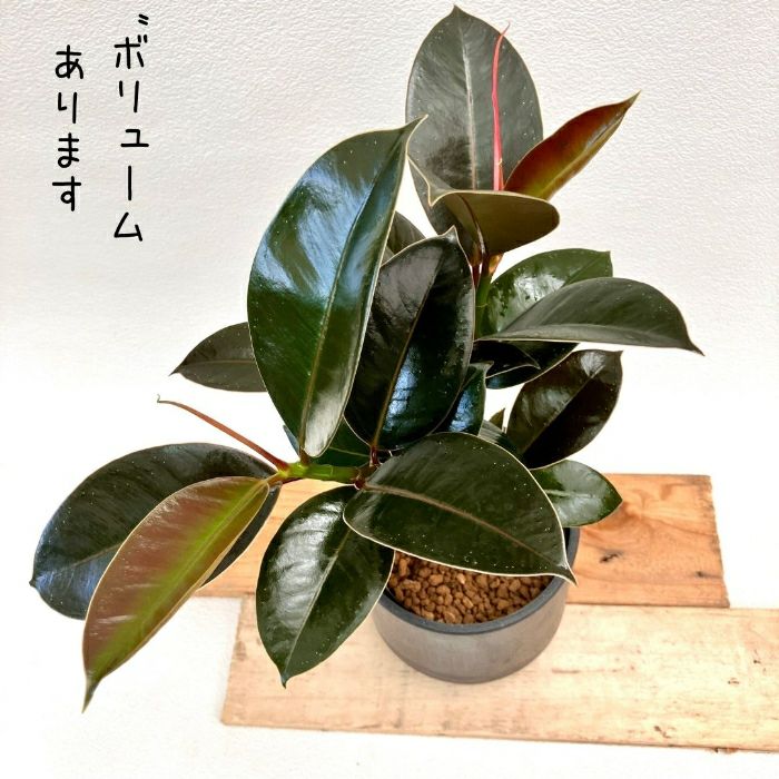 観葉植物現品販売