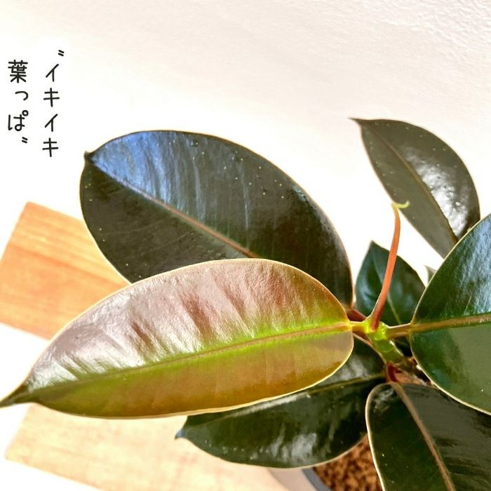 観葉植物現品販売