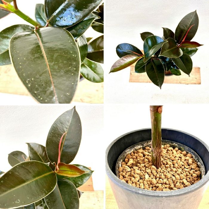 観葉植物現品販売