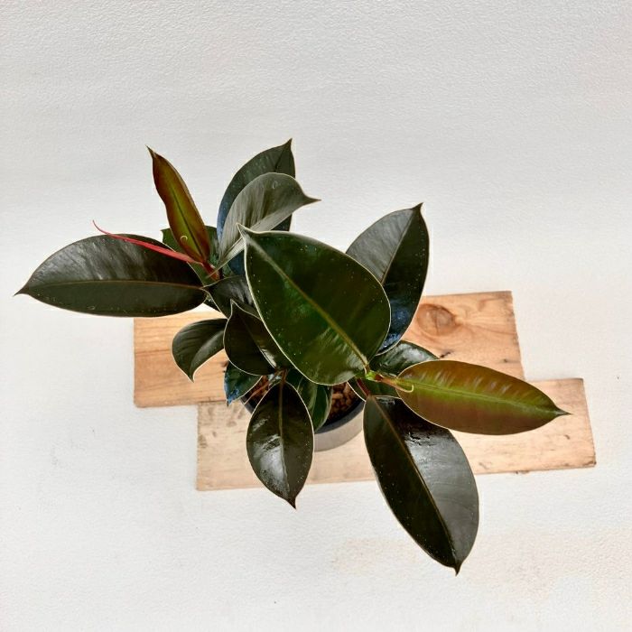 観葉植物現品販売