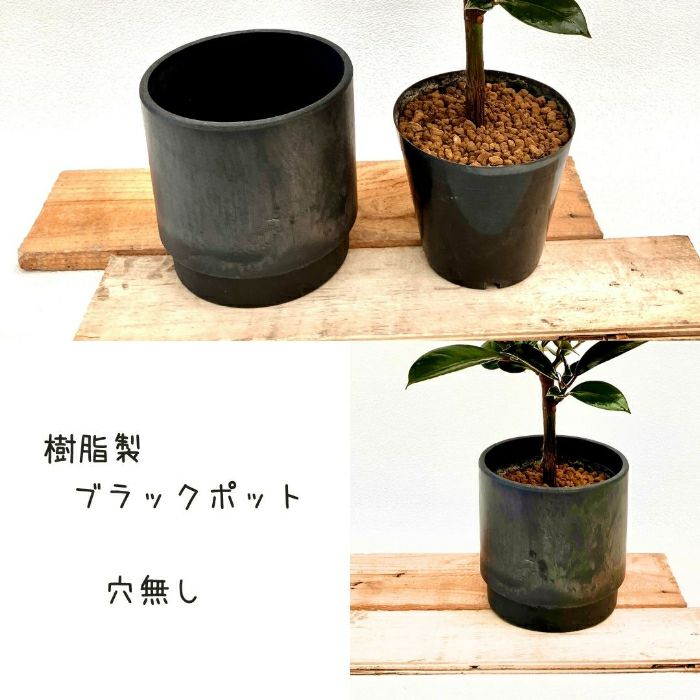 観葉植物現品販売