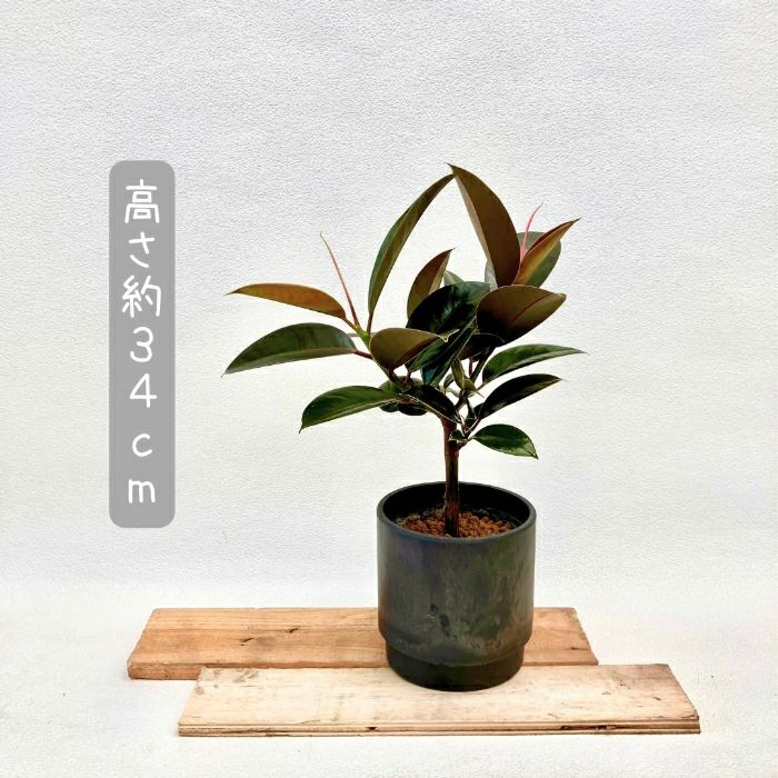 観葉植物現品販売