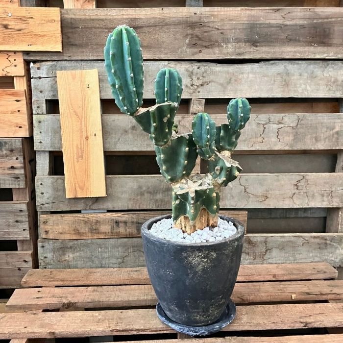 観葉植物現品販売