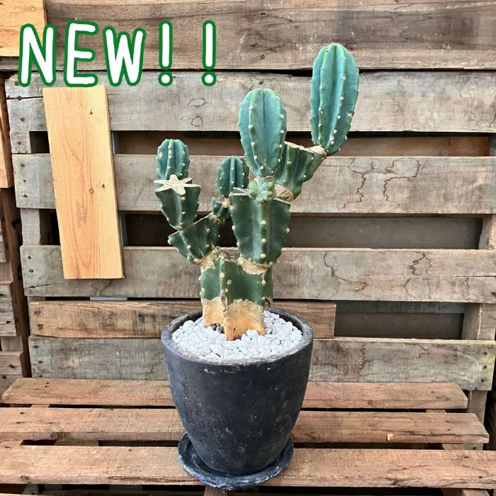 観葉植物現品販売