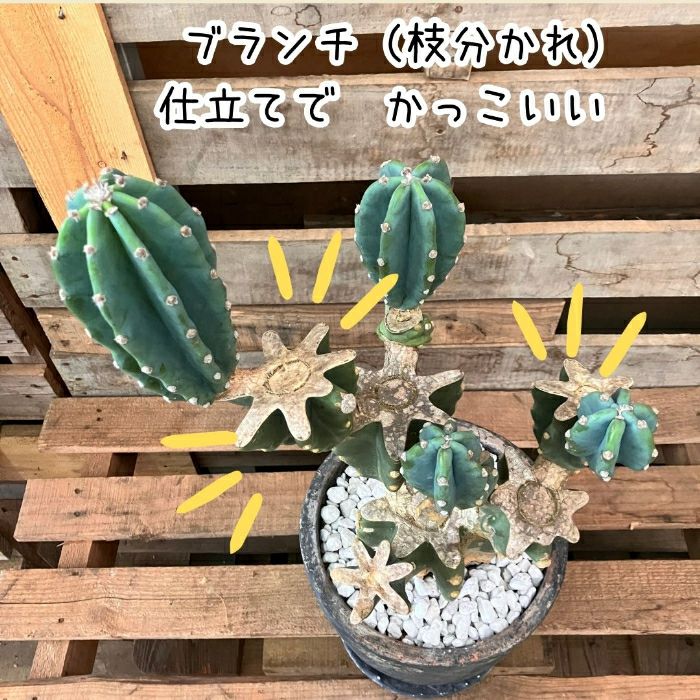 観葉植物現品販売