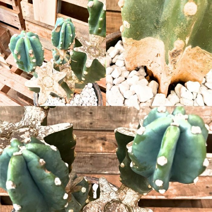 観葉植物現品販売