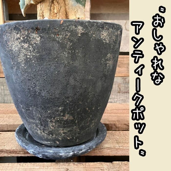 観葉植物現品販売