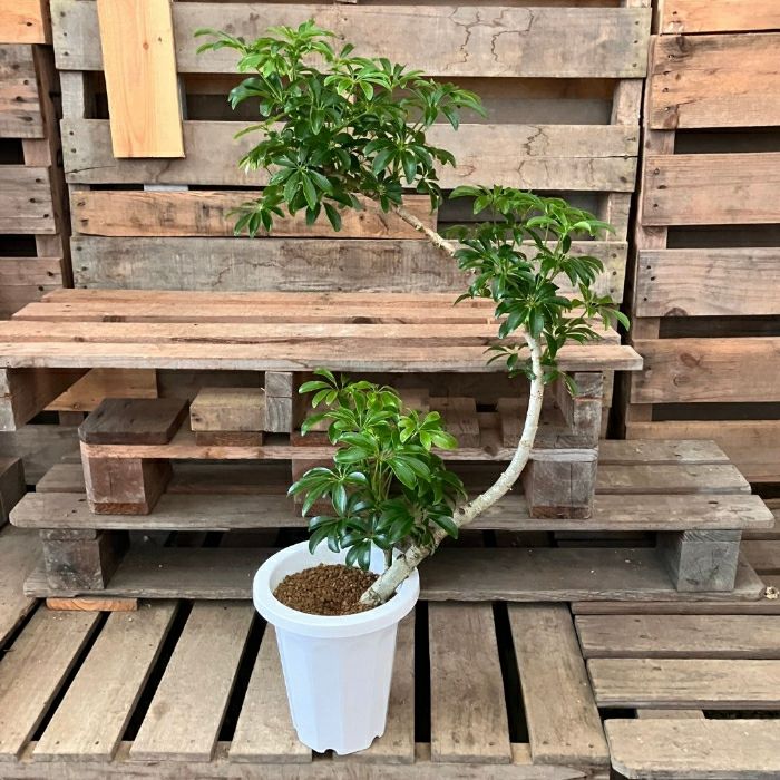観葉植物現品販売