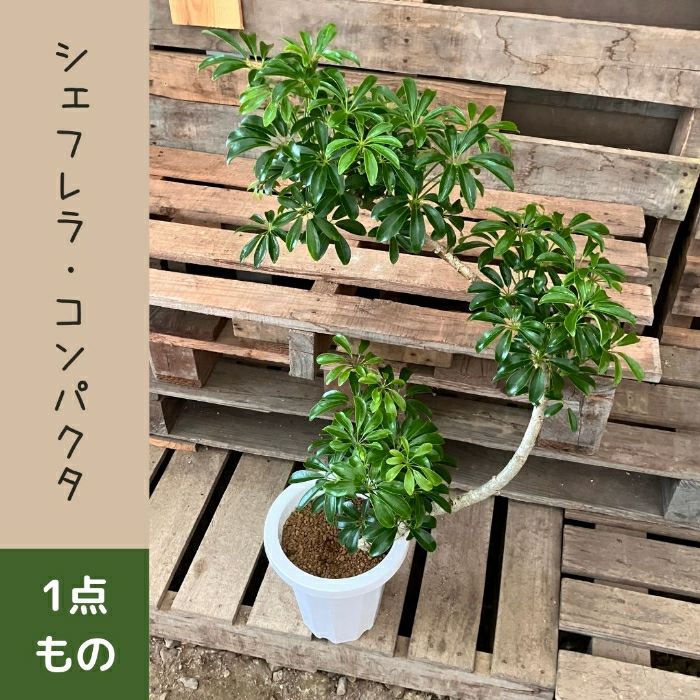 観葉植物現品販売