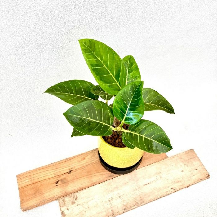 観葉植物現品販売