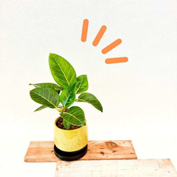 観葉植物現品販売