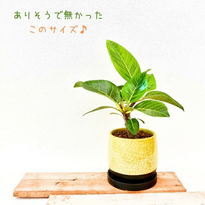 観葉植物現品販売