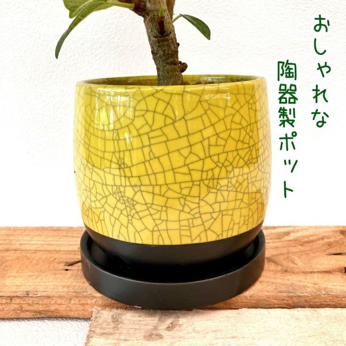 観葉植物現品販売