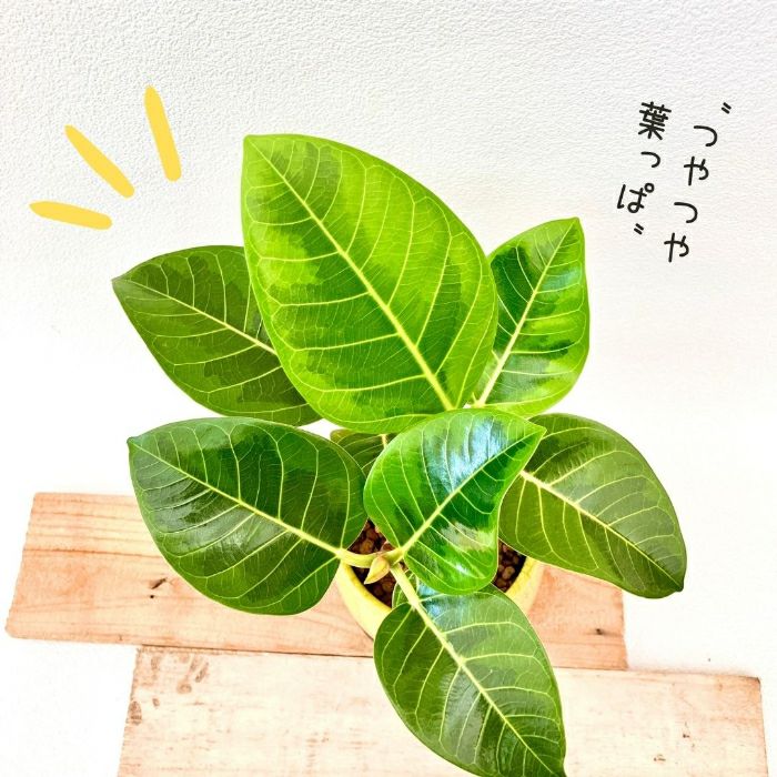 観葉植物現品販売