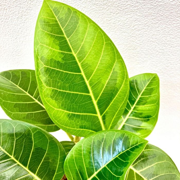 観葉植物現品販売