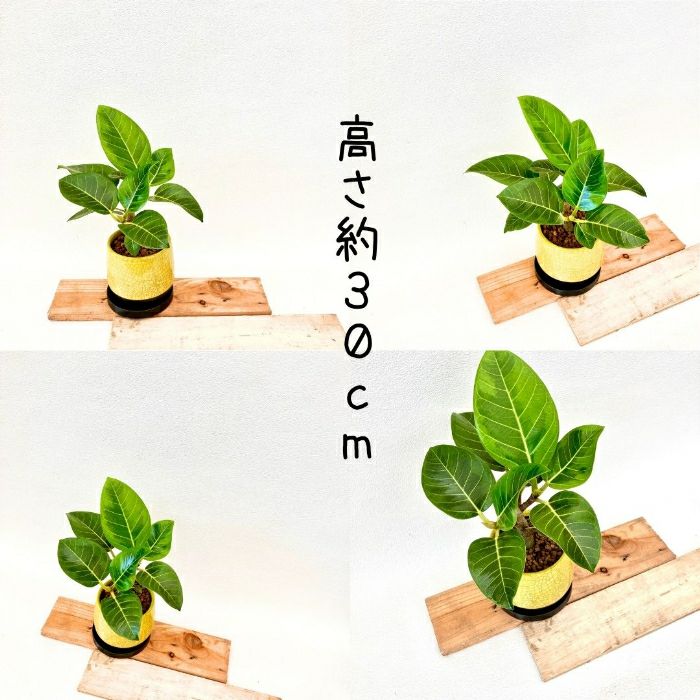 観葉植物現品販売