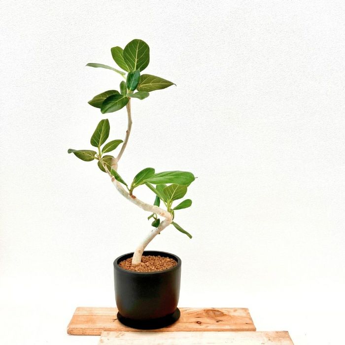 観葉植物現品販売