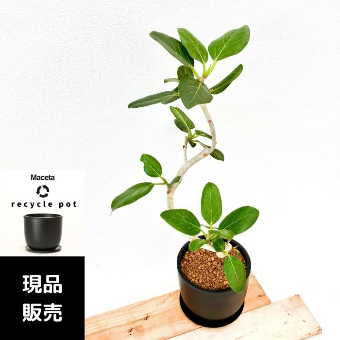 観葉植物現品販売