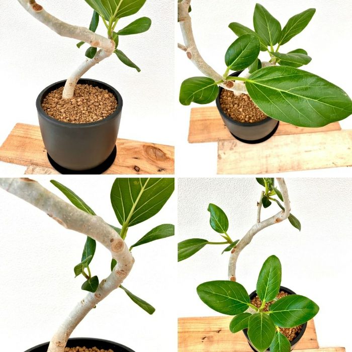 観葉植物現品販売