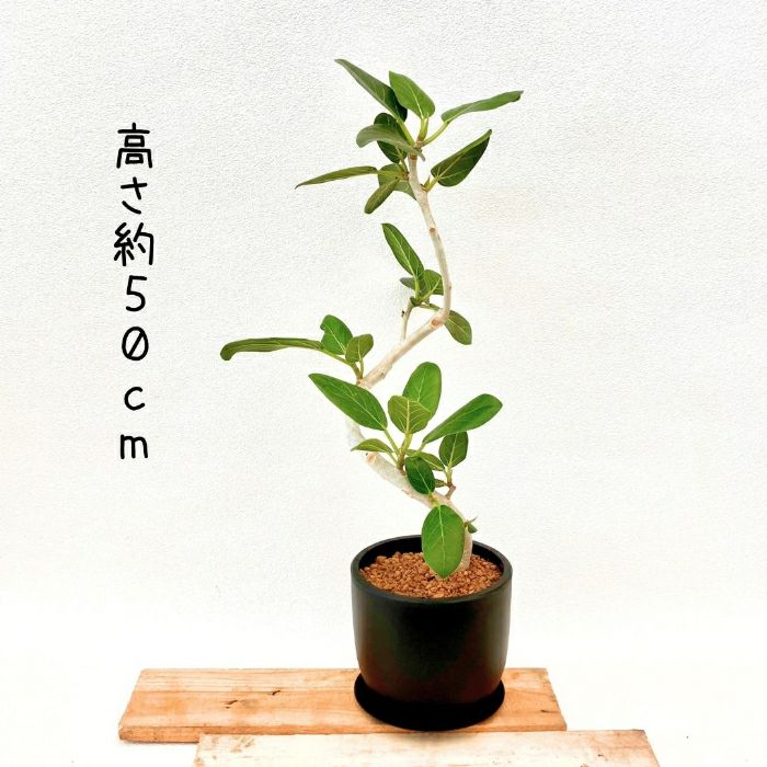 観葉植物現品販売