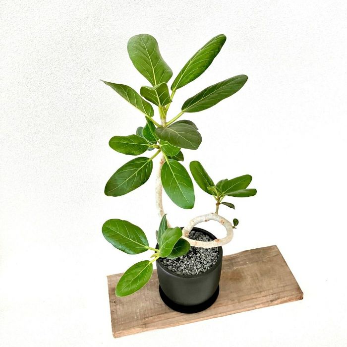 観葉植物現品販売