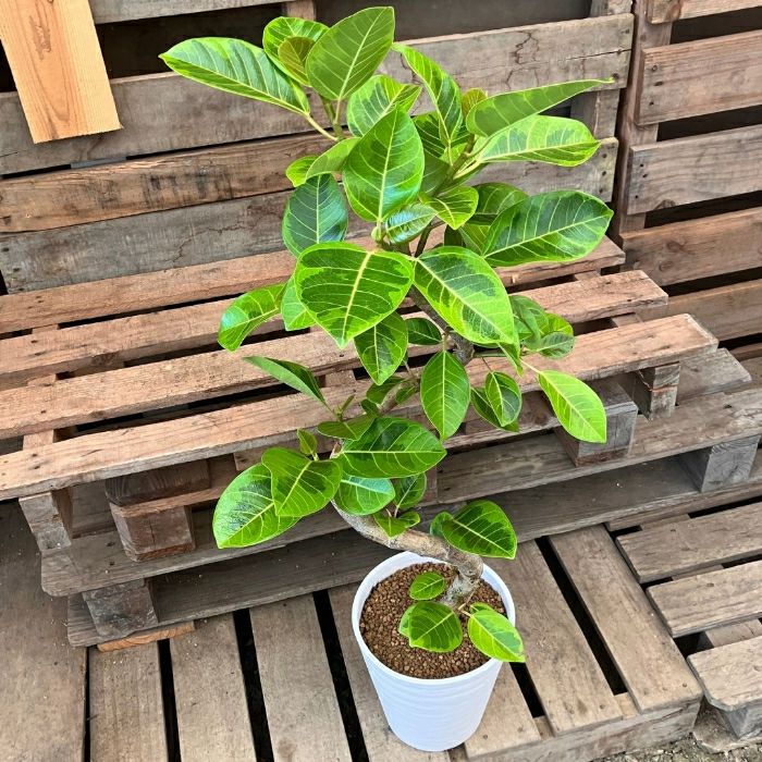 観葉植物現品販売