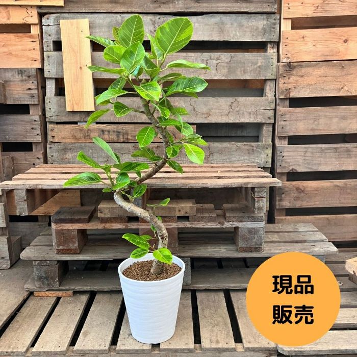観葉植物現品販売