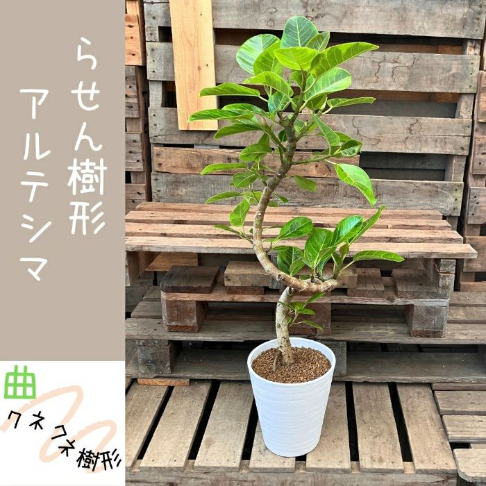 観葉植物現品販売