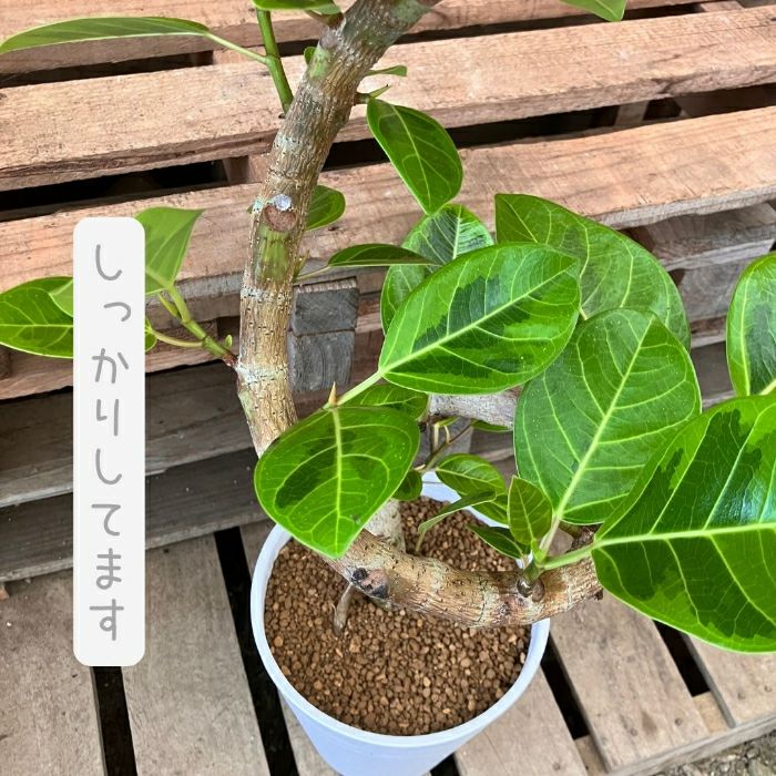 観葉植物現品販売