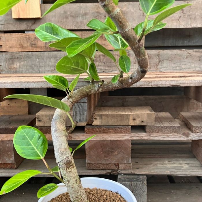 観葉植物現品販売