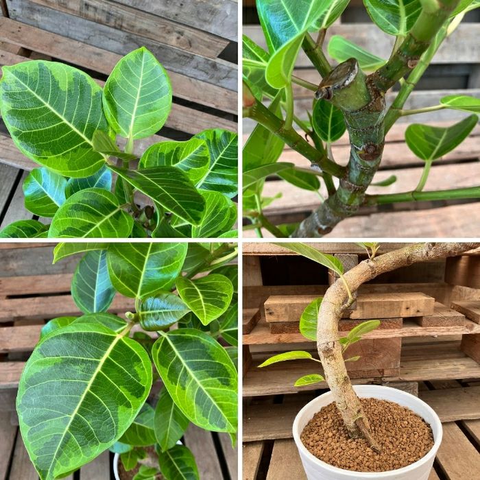 観葉植物現品販売