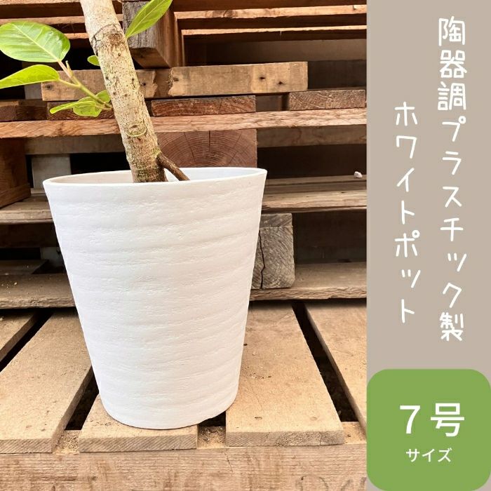 観葉植物現品販売
