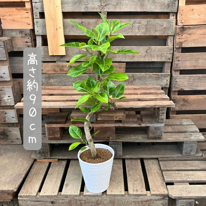 観葉植物現品販売