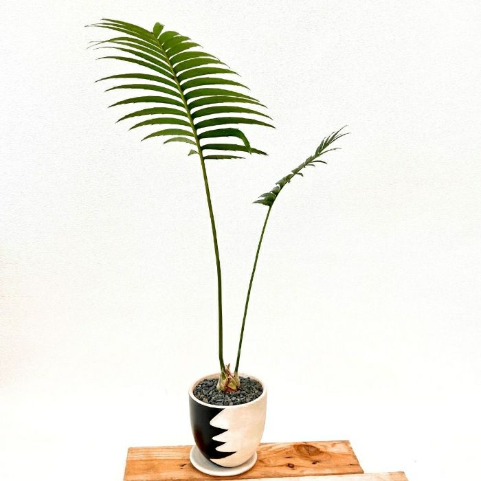 観葉植物現品販売