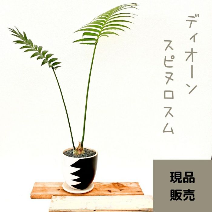 観葉植物現品販売