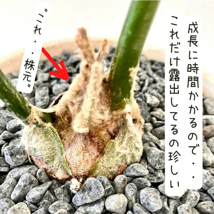 観葉植物現品販売