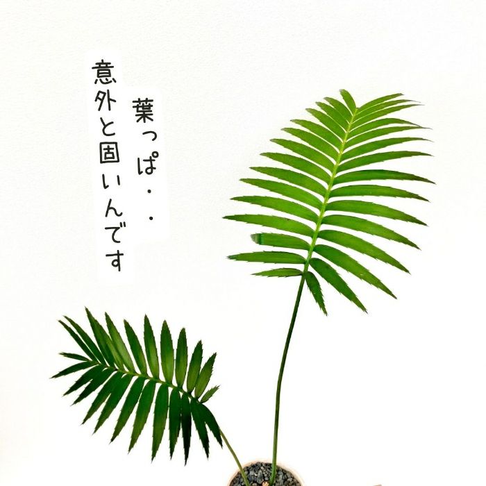 観葉植物現品販売