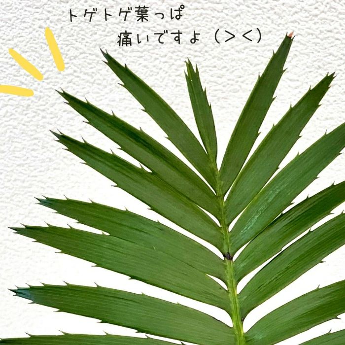 観葉植物現品販売