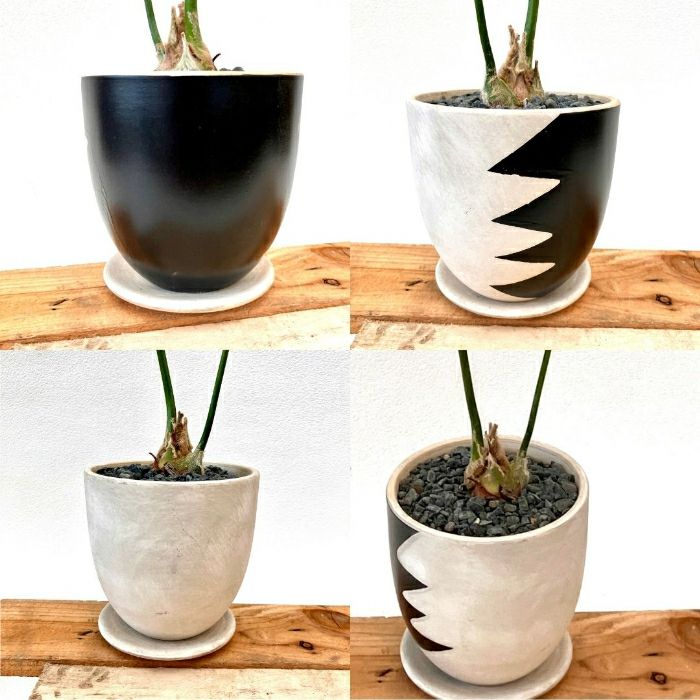 観葉植物現品販売