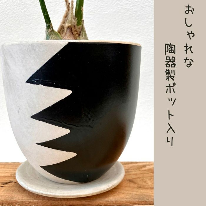 観葉植物現品販売