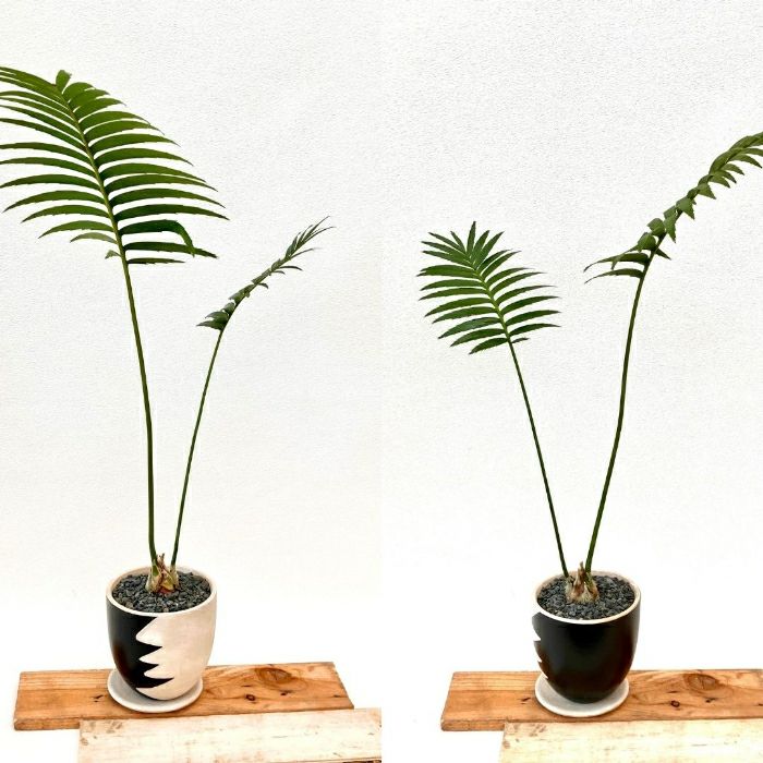 観葉植物現品販売