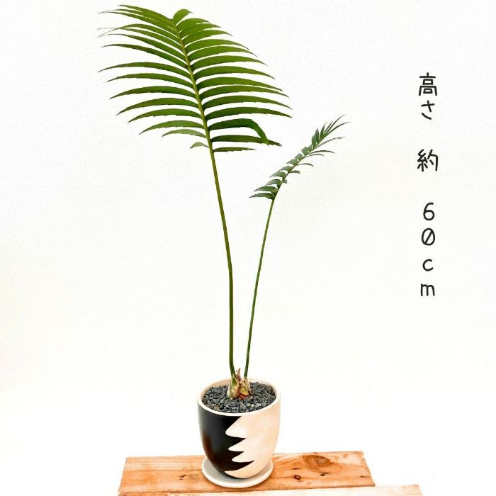 観葉植物現品販売