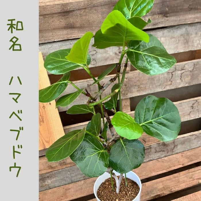 観葉植物現品販売