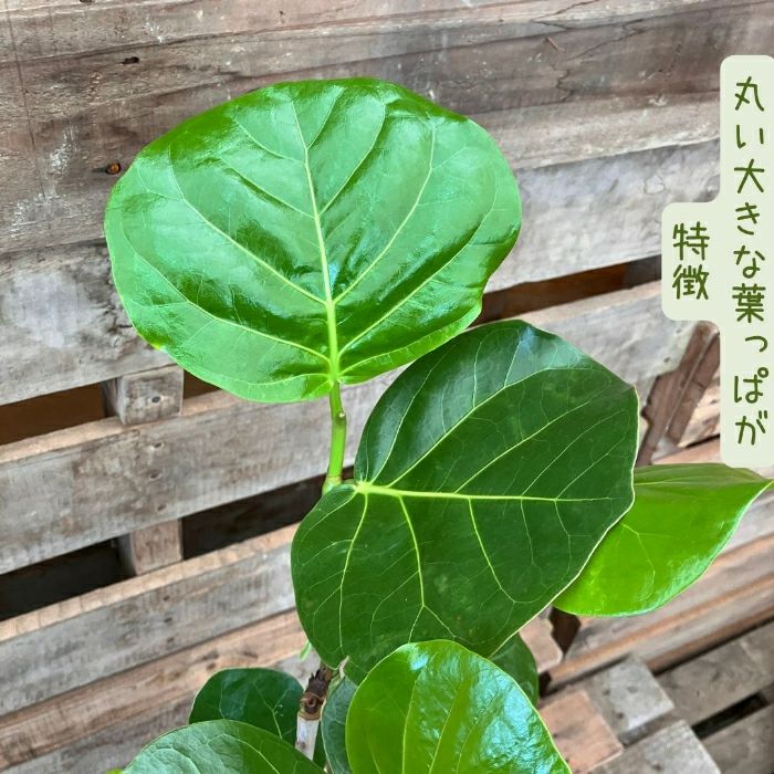 観葉植物現品販売