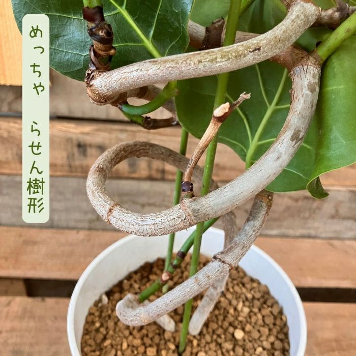 観葉植物現品販売