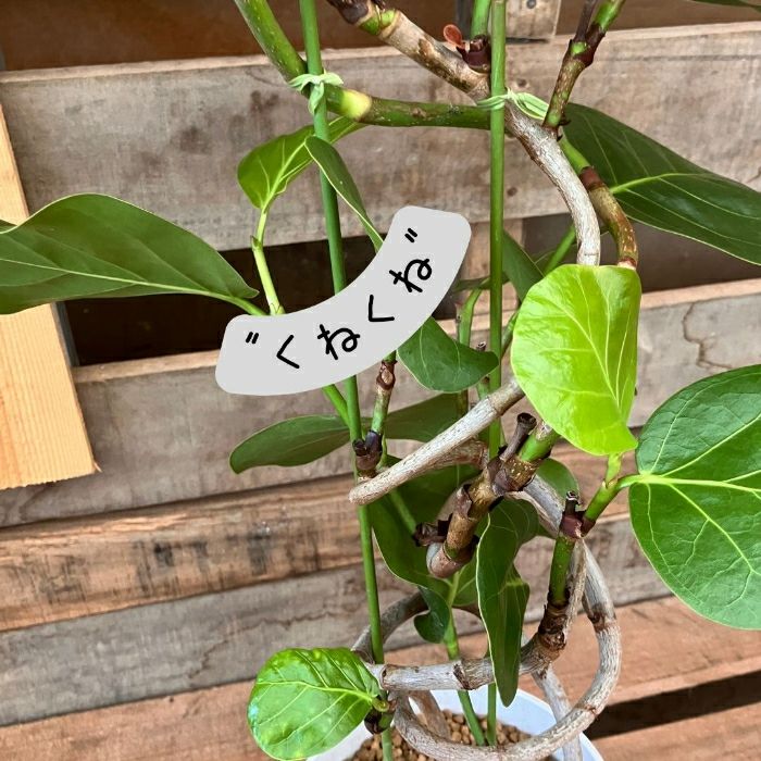 観葉植物現品販売