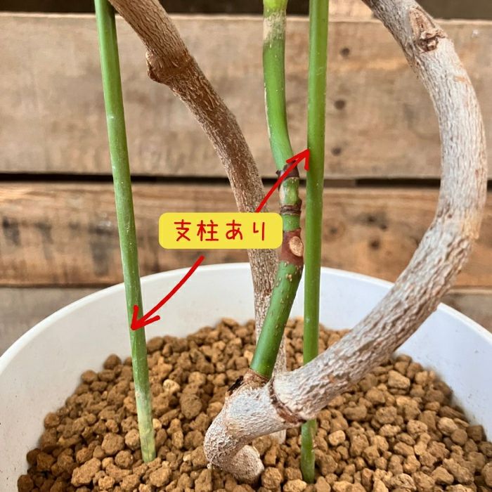 観葉植物現品販売